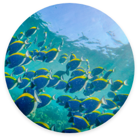 画像 snorkeling.png 971*650px
